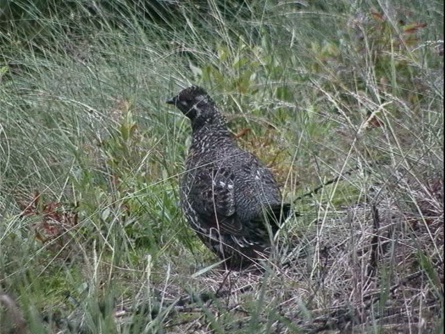 sprucegrouse.jpg - Spruce Grouse (Falcipennis canadensis)